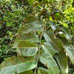 Image result for Casearia battiscombei