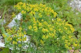 Image result for Euphorbia cyparissioides