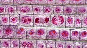 Below you find the phases of the mitosis and a description of the main events taking place in each. Top Tips For Observing Mitosis Lab