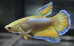 Live Betta Fish Beautiful Mustard Gas Metallic Green Butterfly Halfmoon Female Betta Fish Betta Fish Tank Fish