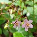 Image result for Dinophora spenneroides