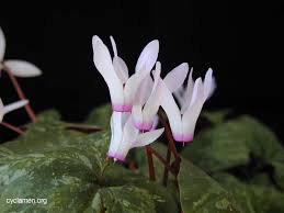 Image result for Cycnium recurvum