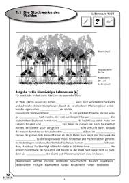 1 1 Die Stockwerke Des Waldes Stockwerke Des Waldes Wald Grundschule Biologie Unterrichten