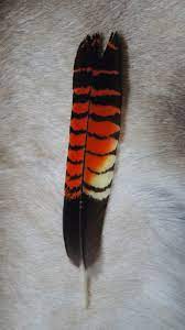 A cockatoo goes through several developmental stages during the course of its life, just like people do. Black Cockatoo Feather Feather Drawing Cockatoo Feather