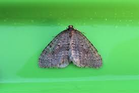 Image result for Operophtera fagata