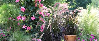 Jetzt neu oder gebraucht kaufen. Using Ornamental Grasses In Containers Plant Perfect