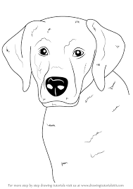 Add in his left front leg, with a small paw pointing off to the side. Learn How To Draw A Labrador Face Farm Animals Step By Step Drawing Tutorials