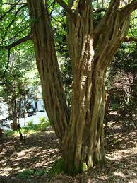 Thanks for watching subscribe to become a part of #teamhealthapta subscribe for awesome videos every day!: Consider A Hornbeam Piedmont Master Gardeners