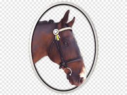 Line Dance Bridle Horse Music Horse Horse Line Dance Png Pngegg Psy performs horse dance of gangnam style at mtv vma in. pngegg