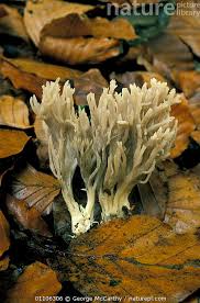 Image result for Clavulina cinerea