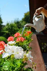 Wer hingegen abends gießt, riskiert, dass die pflanzen während der nacht in der nassen erde stehen, sodass die wurzeln faulen. Balkon Blumen Giessen Lizenzfreie Fotos Bilder Und Stock Fotografie Image 15854694