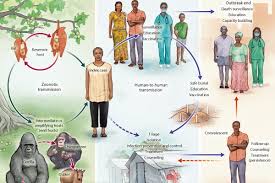 Symptoms include fever, diarrhea the ebola outbreak in west africa that began in march 2014 was the largest hemorrhagic viral. Nejm Ebola Virus