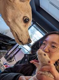 Ratamari Damacheese by Webster Game Design