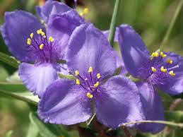 Maybe you would like to learn more about one of these? Texas Wildflower Spiderwort Three Purple Petals