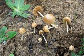 Image result for Bolbitius sp.