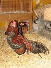 We did not find results for: Asil Chicken Wikipedia