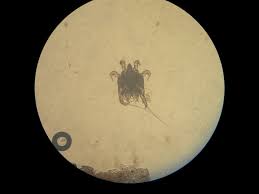 Image result for what do otodectes cynotis look like in dog fur