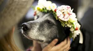Because they grow as epiphytes (without soil) in their native rain forest habitat, radiator plants have small root systems, so they. List Of Non Toxic Flowers That May Be Safe For Your Pets Bouqs Blog
