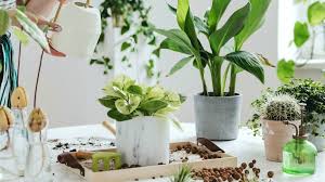 Flowers that will grow indoors. How To Grow Plants Indoors 6 Tips For Growing Houseplants 2021 Masterclass
