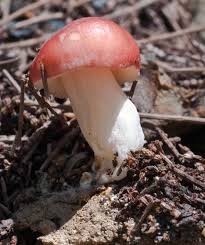 Image result for Russula perlactea