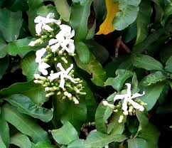 Image result for Tabernaemontana ventricosa