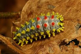 Big Black Caterpillar With Orange Stripes Chalcosiine Day Flying Moth Caterpillar Cyclosia Papilionaris Chalcosiinae Zygaenidae Moth Caterpillar Caterpillar Caterpillar Insect