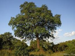 Image result for Diospyros mespiliformis