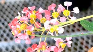 Image result for Malpighiaceae