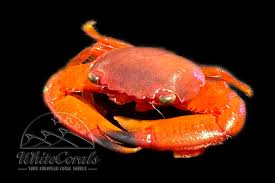 Image result for Crabbea coerulea