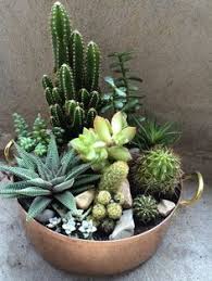 24 Best Cactus Succulent Bowl Images Cactus Planting