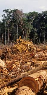 Follow @amazonnews for the latest news from amazon. Existenzielle Katastrophe Regenwald Am Amazonas Wird Abgeholzt Wie Seit Jahren Nicht The Weather Channel Artikel Von The Weather Channel Weather Com