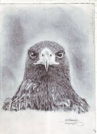 Learn how to draw hawk pencil pictures using these outlines or print just for coloring. Pencil Art Hawk Portrait Uart78 Drawings Illustration Animals Birds Fish Birds Hawks Falcons Artpal