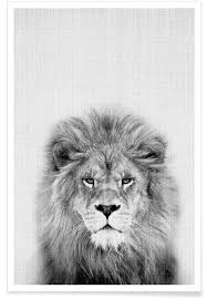 Maybe you would like to learn more about one of these? Lion Black White Photograph Poster Juniqe