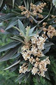 Image result for Eriobotrya japonica