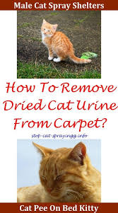 Cat Pee Cat Spraying How To Make Cat Pee Cat Spray Baking Soda Diy Cat Spraying Cat Pee On Carpet Baking Soda Cat Spr Cat Spray Male Cat Spraying Cat Pee Smell