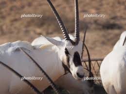 はしかんよりかわいい こいつかわいすぎる セックスしよ sonoma サザエさんの真似なわけないけど確かにサザエさんに似てるわ わお すごいおおきくなってんじゃん うさちゃんきゃわわ…✨ セックスしなきゃ(使命感) 大きくなったなぁ おー きゃわわ. ã‚ªãƒªãƒƒã‚¯ã‚¹ã®ã‚¢ãƒƒãƒ— å†™çœŸç´ æ 5813967 ãƒ•ã‚©ãƒˆãƒ©ã‚¤ãƒ–ãƒ©ãƒªãƒ¼ Photolibrary