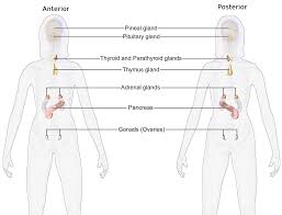 These hormones regulate the body's growth, metabolism, and sexual. Endocrinology Wikipedia