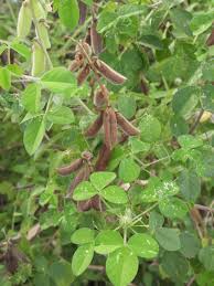 Image result for Crotalaria parvula