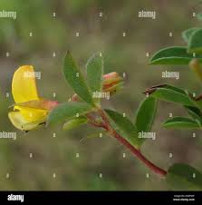 Image result for Argyrolobium tomentosum