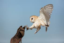 Sexual maturity usually occurs around one year of age. Barn Owl Wikipedia