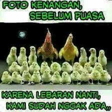 Maling ayam animasi lucu 4 brother. Keluarga Ayam Hhaa Lucu Foto Lucu Humor Lucu