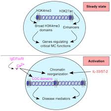 Genome Wide Analyses Of Chromatin State In Human Mast Cells