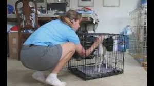 Puppies born 16/5/2021 and will be ready to go home 12/7/2021. Crate Games Part 1 Zelda 13 Wks Youtube