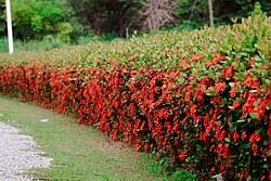 Image result for Ixora coccinea