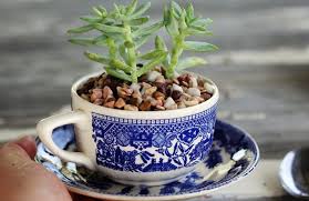 No comments on a guide on how to grow cactus. The Sweetest Tea Cup Succulent Planters Buy This Cook That