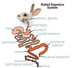 Rabbit Digestive System Rabbit Anatomy Animal Nutrition Animal Science