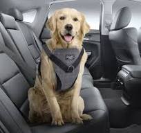 All For Paws Dog Bilsele