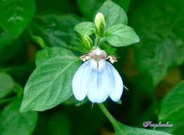 Image result for Justicia petiolaris