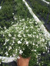 Baby S Breath Covent Gardens In Mid June Www Shovingleopardfarm Org Covent Garden Babys Breath Plants