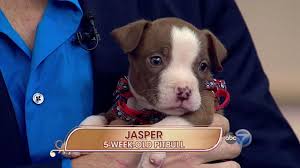 Our goal is to rescue as many animals as we can safely manage through foster homes. Chicago Canine Rescue Abc7 Chicago